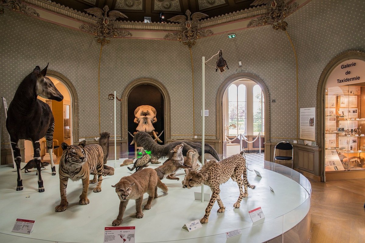 🏛️ 자연사 박물관 (뮤제움 데 시앙스 나튀렐)